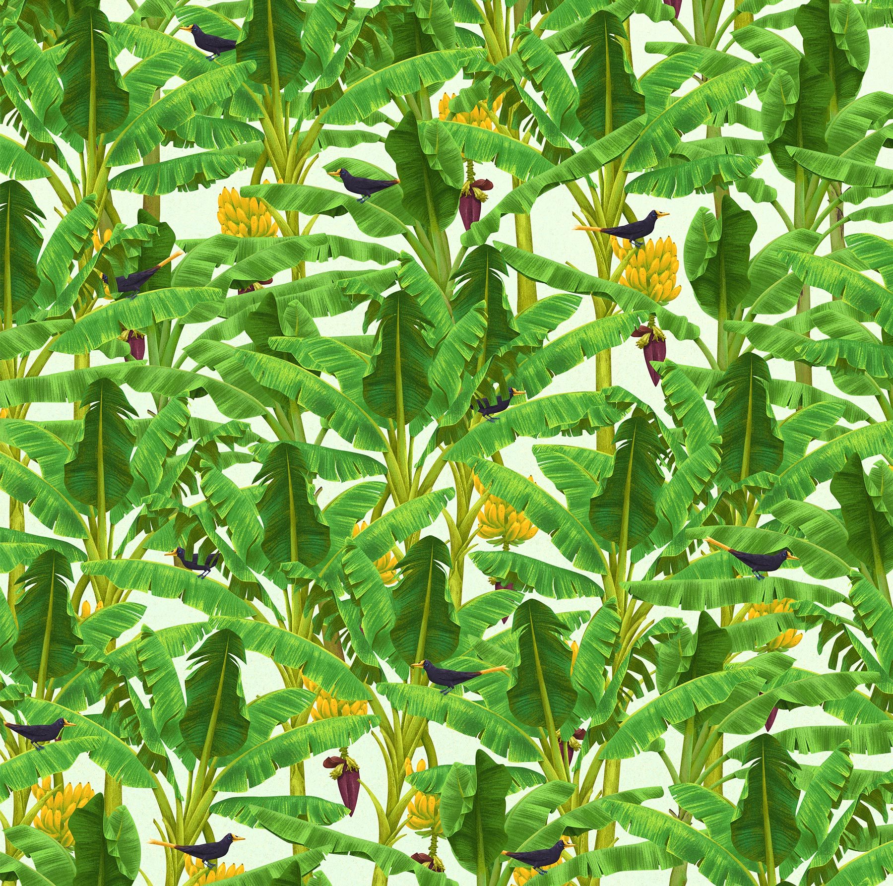 Bananiers & oiseaux, illustration